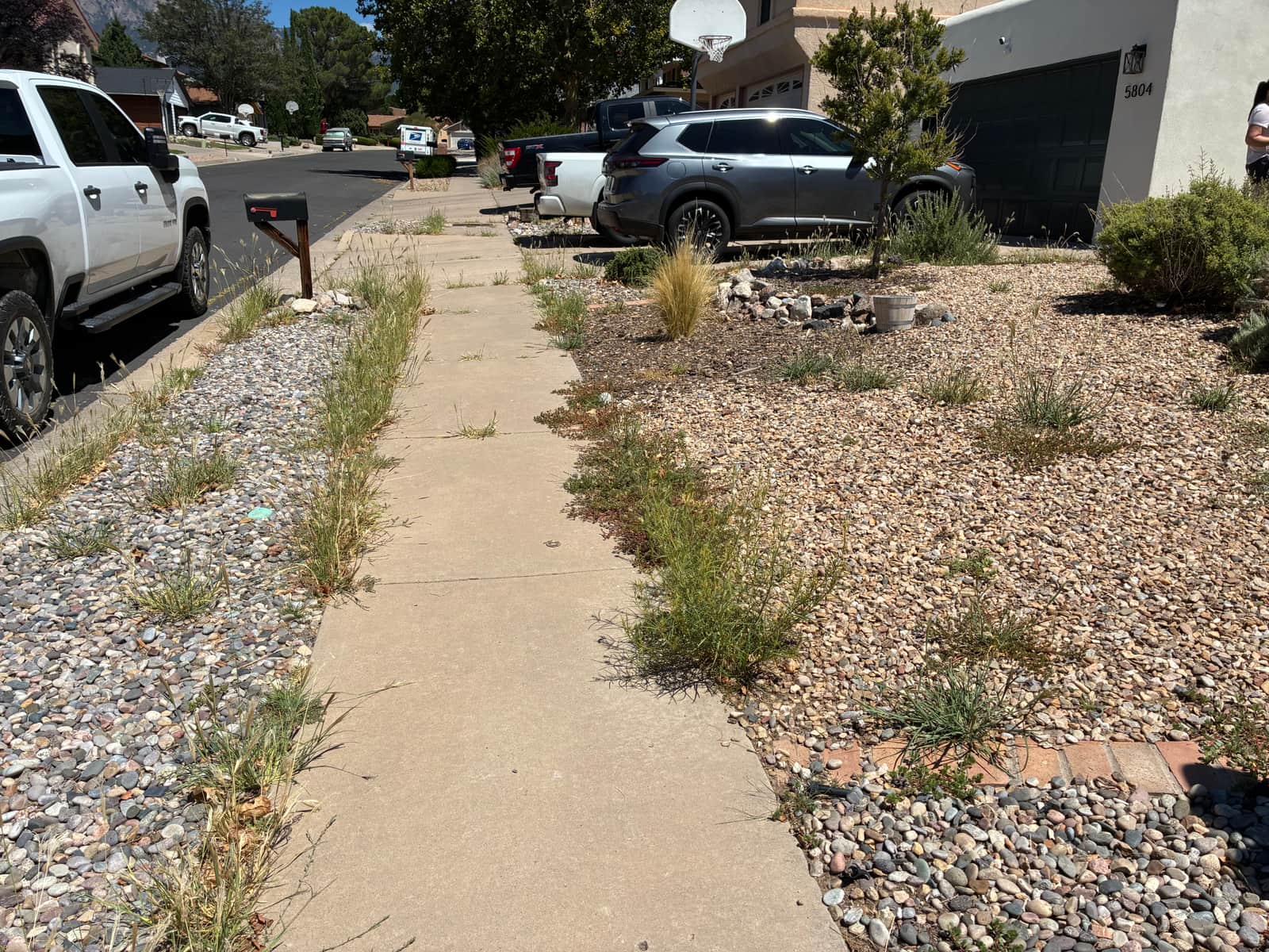 Weed-choked gravel bed along a walkway before cleanup, Albuquerque