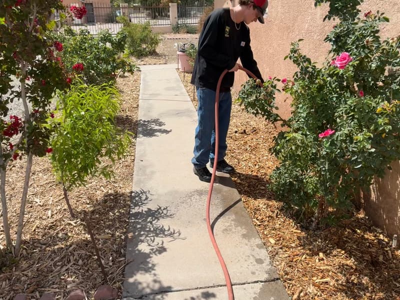 Watering and tending a rose bed along a walkway during yard maintenance in Albuquerque