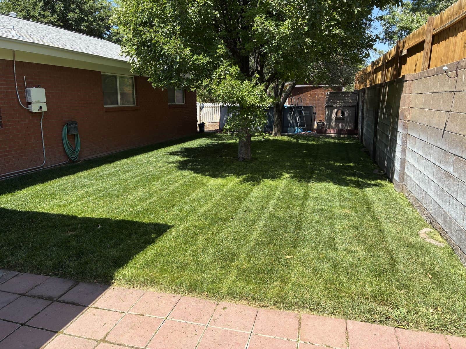 Fresh green lawn under a shade tree in a walled Albuquerque backyard