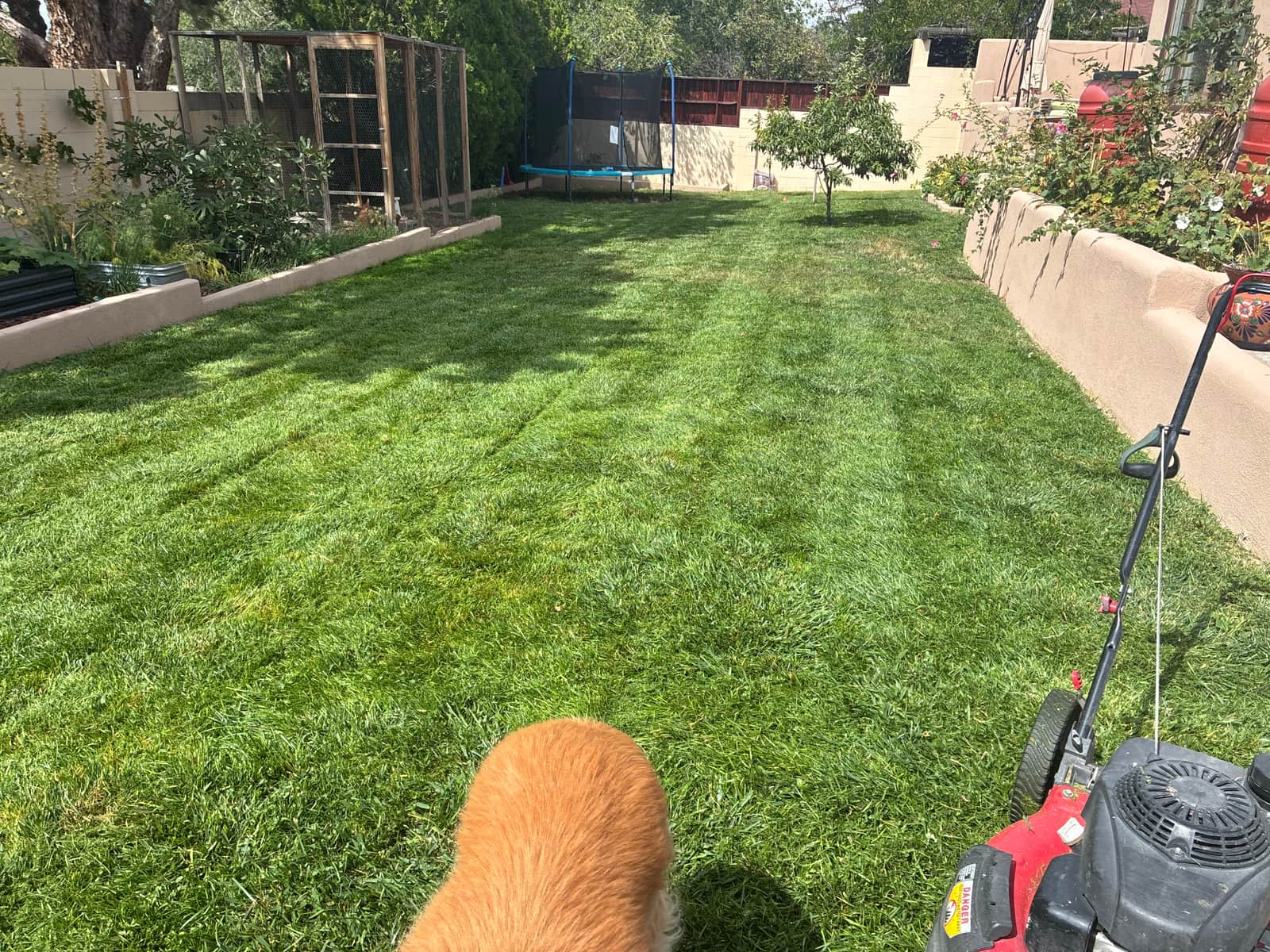 Freshly striped backyard lawn after mowing in Albuquerque